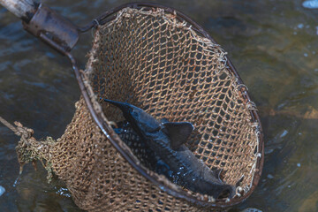 fishing cage with live fish. sturgeon fish released into the river
