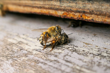 Combat entre deux abeilles devant l'entrée de ruche