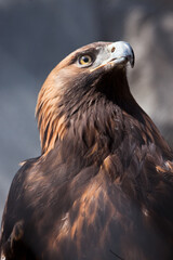 Cheerful and dangerous eagle golden eagle close up full face