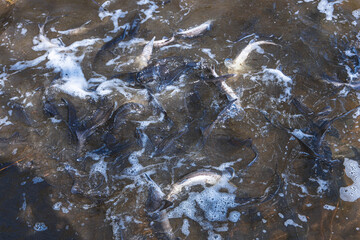 Stocking the river with fish. Release a small sturgeon fish into the water