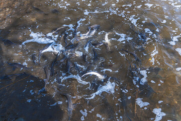 Stocking the river with fish. Release a small sturgeon fish into the water