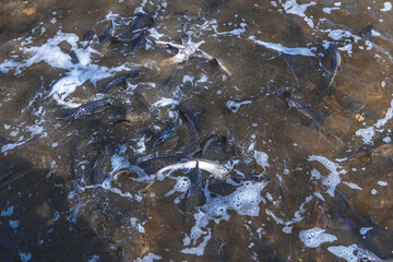 Stocking the river with fish. Release a small sturgeon fish into the water