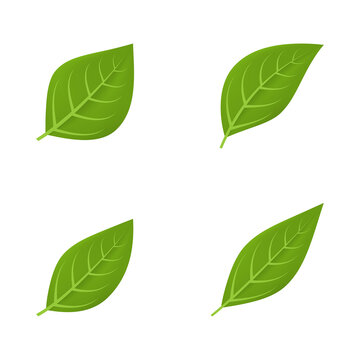Vector set of green leaves.