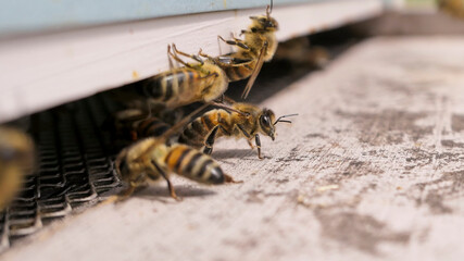 Abeille gardienne