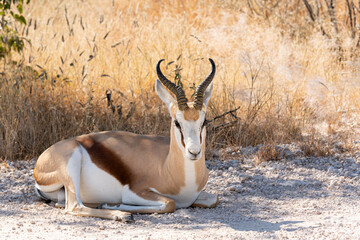 Gacela tumbada en la sabana Africana.