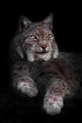 Naklejka na ściany i meble A beautiful imposing lynx lies full face half-turned outstretched its legs in the darkness glowing eyes