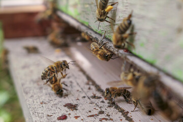 Abeille en vol devant la ruche