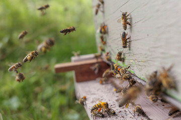 Abeilles ramenant le pollen à la ruche