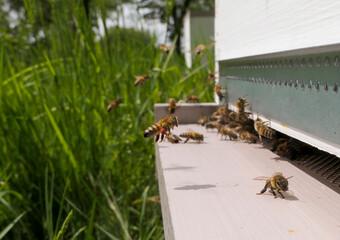 Abeilles butineuses devant la ruche