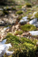Moss growing on the rocks in a beautiful forest. Selective focus.