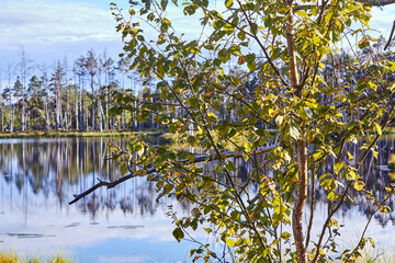 Swamps in Cenas, Latvia in the end of summer