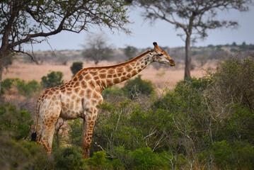 Naklejka na ściany i meble A lonely giraffe feeding in the woodlands of southern Kruger National Park, South Africa