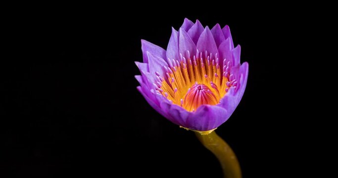 time lapse of the purple water lily blooming on black background, amazing beautiful blooming plant in timelapse