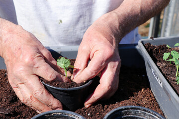 Planting trees in the spring season with a small seeds until growing a small tree.