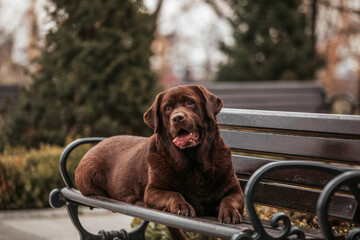 Labrador brown dog laying on the bench