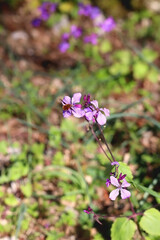 Wild purple flowers growing in the field. Selective focus. 