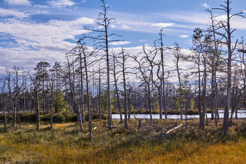 Swamps in Cenas, Latvia in the end of summer