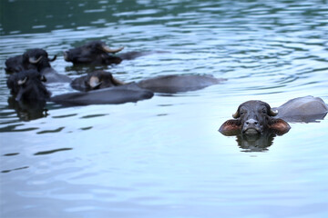 Buffaloes in summer hot.