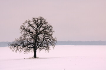 Winter landscape with tree in foggy cloudy weather