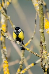 view of Great Tit in the tree