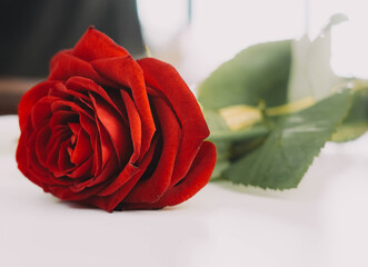 Primer plano de una hermosa rosa roja 