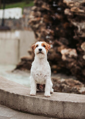 Jack russell dog portrait