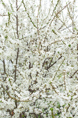 White blooming cherry tree. Natural close up photography. Spring theme.