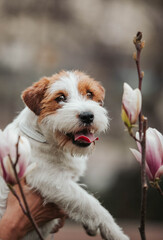 Jack russell dog portrait in magnolia