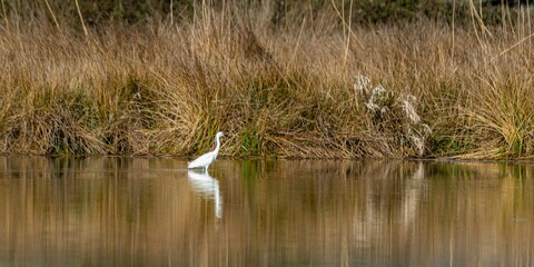 view of little egret on a lake