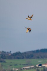 flight of mallard duck in the sky