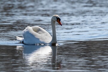 portrait of white swan on a lake