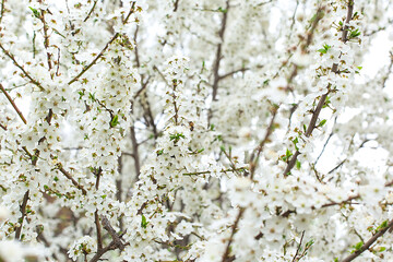 White blooming cherry tree. Natural close up photography. Spring theme.