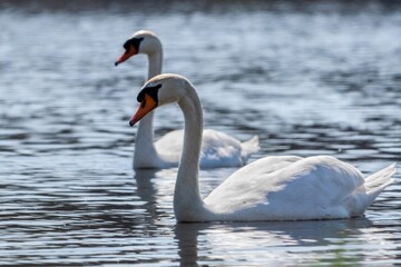 portrait of white swan on a lake