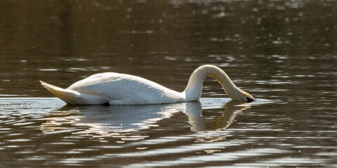 portrait of white swan on a lake