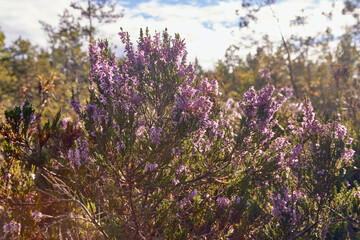 Obraz premium flowers of heather in the forest in the end of summer