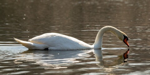 portrait of white swan on a lake