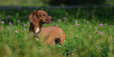 Dog breed Dachshund on a green meadow. Banner with dog. Copy space for text.