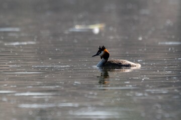 Great crested grebe on a lake