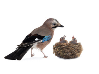 jay near its nest on a white background