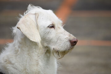 Fototapeta premium dog