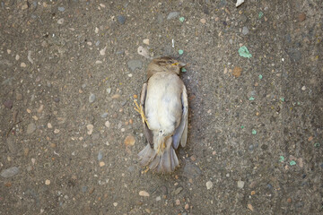 A dead specimen of Passer domesticus, or house sparrow. It is one of the usual birds in rural and urban environments, but its population is in decline, and its existence is threatened. Aragon, Spain.