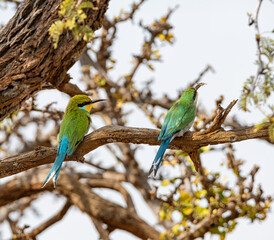 Swallow-tailed Bee-eater pair