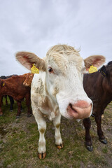 Fototapeta na wymiar white cow with giant ears and huge head