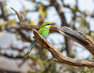 Swallow-tailed Bee-eater
