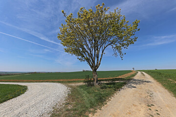 A lonely tree at a fork in the road