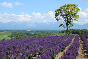 Lavender and a tree