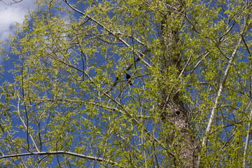 Fototapeta premium Nature, landscapes, sky, sun, all the most beautiful.