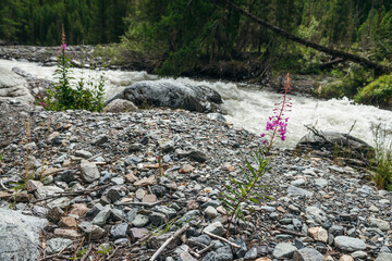 Beautiful scenery with small pink flowers of fireweed among boulders and stones near powerful mountain river. Scenic mountain landscape with pink flowers of blooming sally near fast turbulent river.