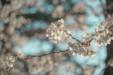 ふんわり玉ボケした桜と青空