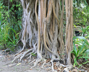 the roots of palm trees on a tropical island resort